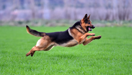a strong german shepherd in a green fieldの写真素材