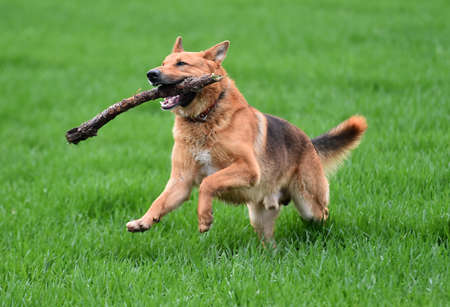 a strong german shepherd in a green fieldの写真素材