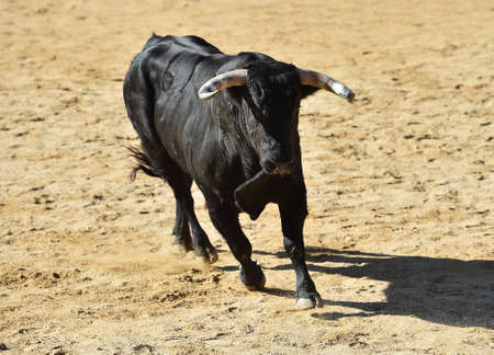 a spanish fighting bull with big horns on the traditional spectacle of bullfightの写真素材
