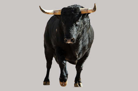 a spanish fighting bull with big horns on the traditional spectacle of bullfightの写真素材