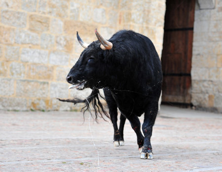 a spanish fighting bull with big horns on the traditional spectacle of bullfightの写真素材