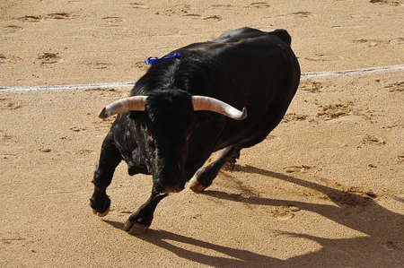 a spanish fighting bull with big horns on the traditional spectacle of bullfightの写真素材