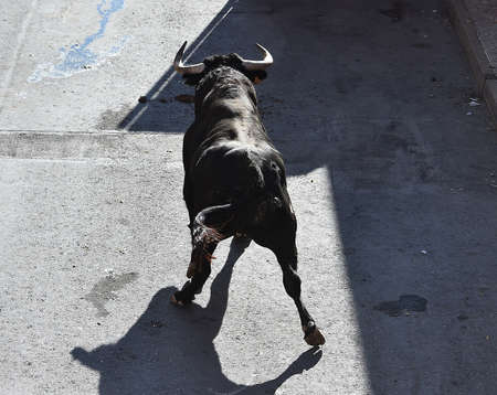spanish bull with big horns on the traditional spectacle of bullfightの写真素材