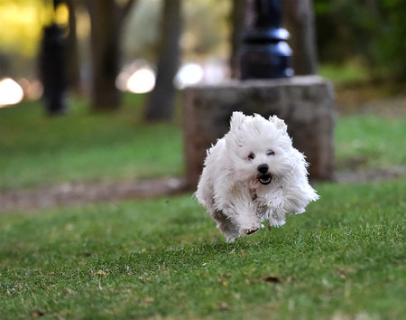 a little white dogの写真素材