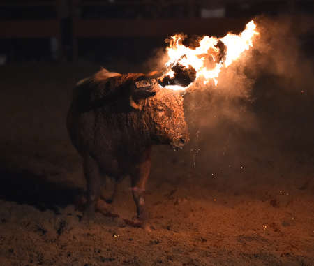 bull in a traditional spectacle on spainの写真素材