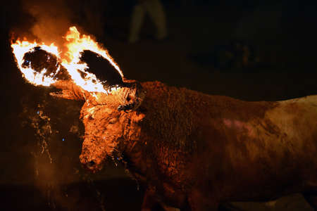 bull in a traditional spectacle on spainの写真素材