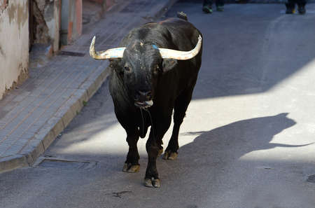 spanish strong bull with big horns in the traditional spectacle ob bullfightの写真素材