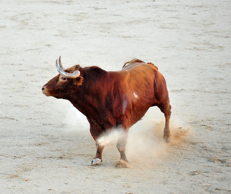 a bullfight show in spainの写真素材