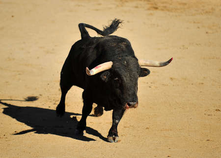 a bullfight show in spain