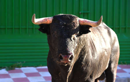 spanish bull with big horns in spain in a traditional spectacle of bullfight