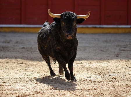 spanish big bull with big hornsの写真素材