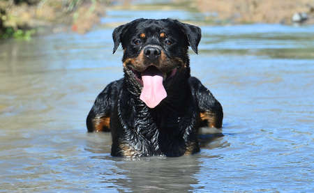 a mighty rottweiler in a lake