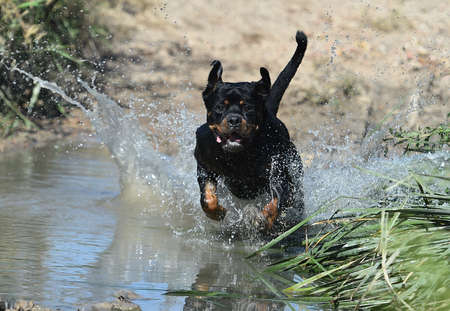 a mighty rottweiler in a lakeの写真素材