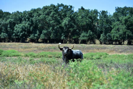 a strong bull in the spanish cattle raising