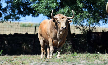 a strong bull in the cattle farmの写真素材