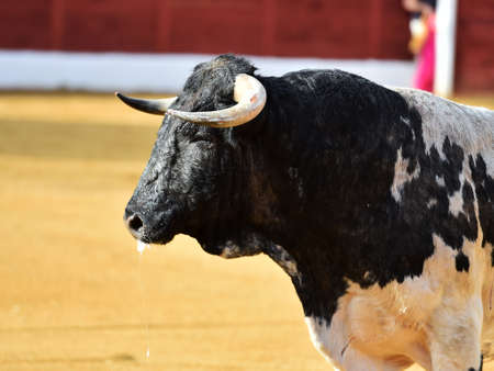 a spanish bull with big horns in the spanish bullringの写真素材