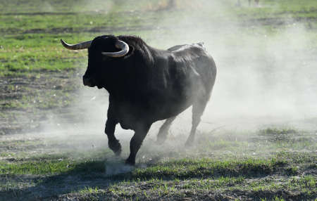 Spanish fighting bull in a field in Spainの写真素材