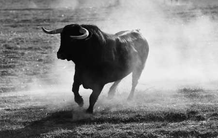 Spanish fighting bull in a field in Spainの写真素材