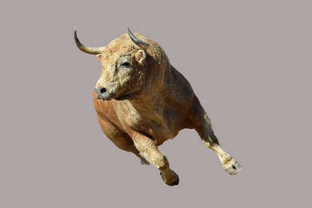 angry bull in spanish bullring