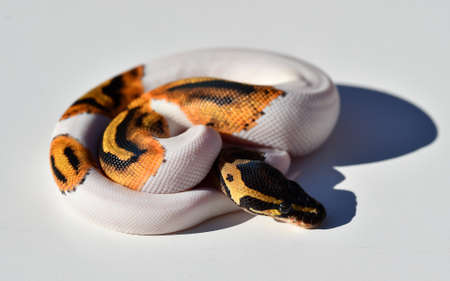 a beautiful python regius snakeの写真素材