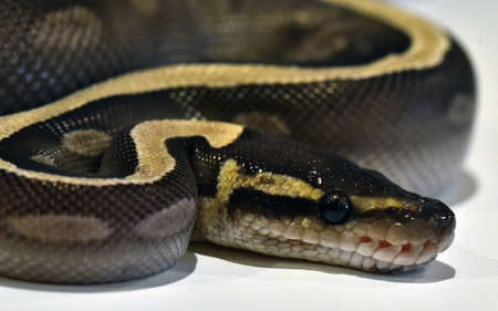 a beautiful python regius snakeの写真素材
