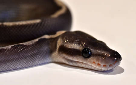a beautiful python regius snakeの写真素材