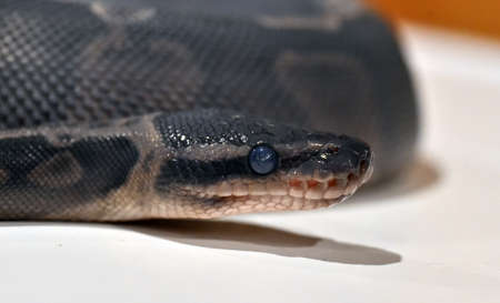 a beautiful python regius snakeの写真素材