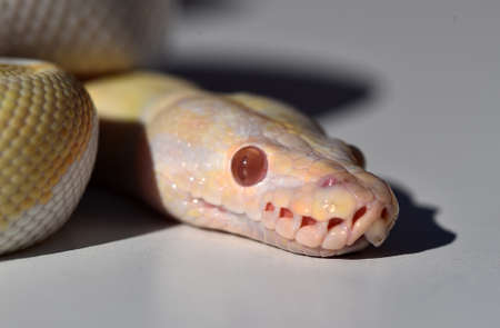 a beautiful python regius snake