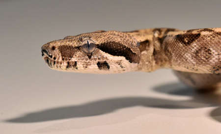 a dangerous boa constrictor