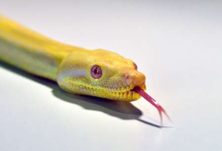 a dangerous boa constrictorの写真素材