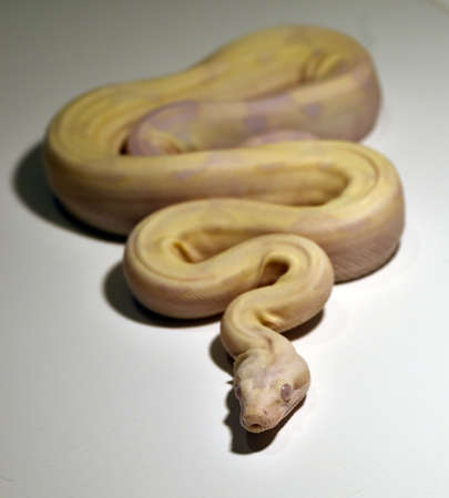 a dangerous boa constrictor