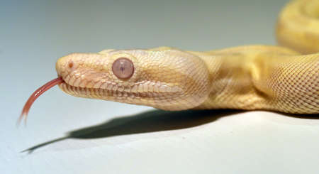 a dangerous boa constrictor