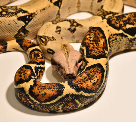 a beautiful and dangerous boa constrictor
