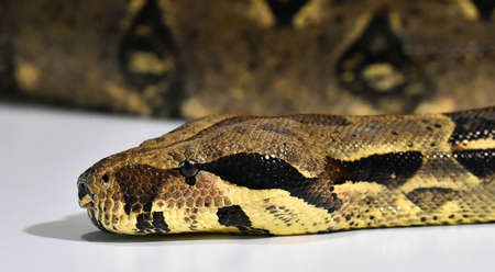 a beautiful and dangerous boa constrictor