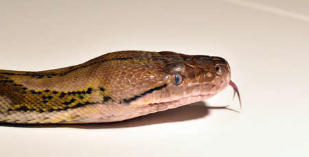 a beautiful and dangerous boa constrictor
