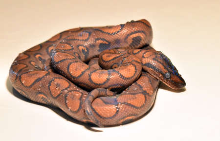 a beautiful and dangerous boa constrictor