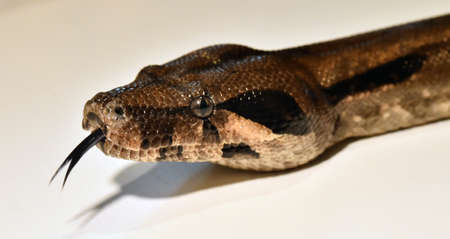 a beautiful and dangerous boa constrictor