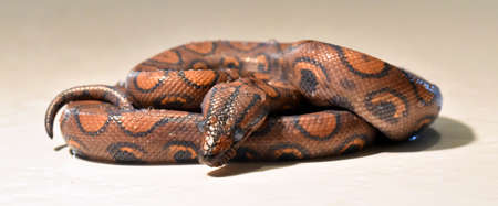 a beautiful and dangerous boa constrictor