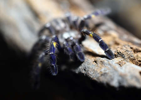 a huge tarantulaの写真素材