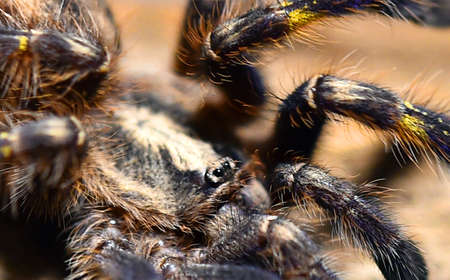 a huge tarantulaの写真素材