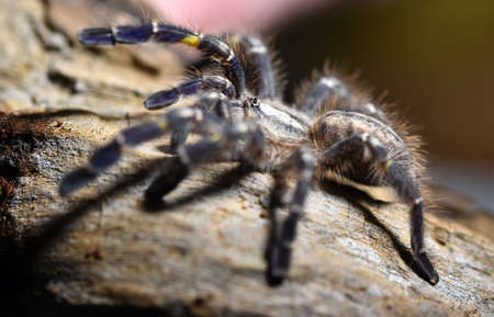 a huge tarantulaの写真素材
