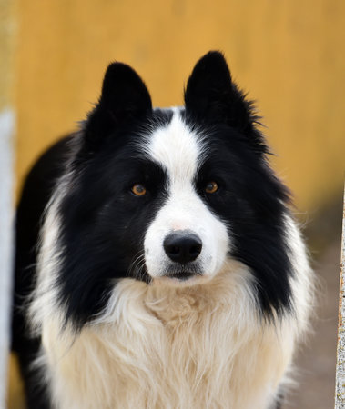 Portrait of a black and white border collie dog with yellow backgroundの写真素材