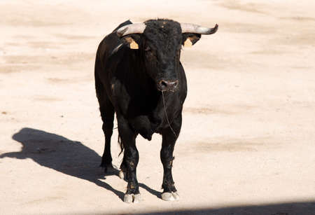 black bull with big horns in the spanish bullringの写真素材