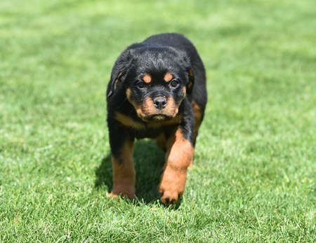 a beautiful rottweiler dogの写真素材