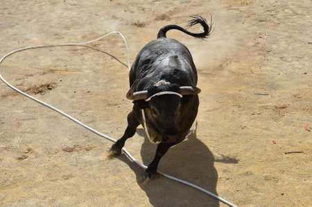 strong bull with big horns in the traditional spectacle of bullfightの写真素材