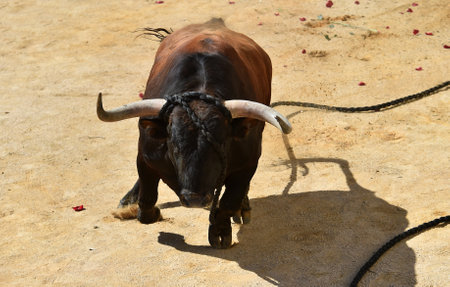 fighting bull in the spanish spectacle