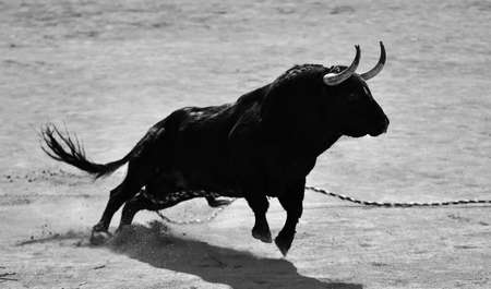 strong bull in the traditional spectacle of bullfightの写真素材
