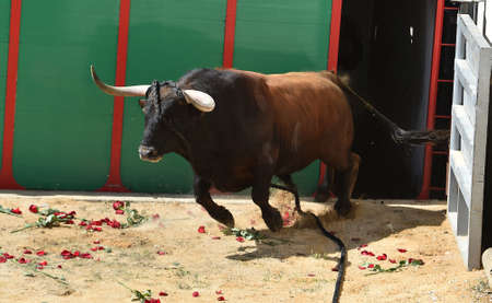 strong bull in the traditional spectacle of bullfight