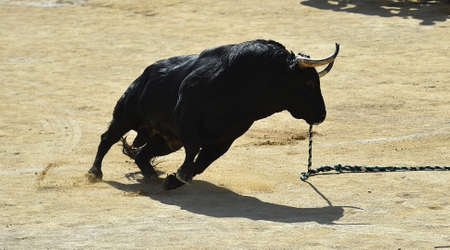 spanish bull with big horns in the traditional spectacleの写真素材