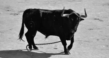 fighting bull in a traditional spectacle of bullfight in spainの写真素材